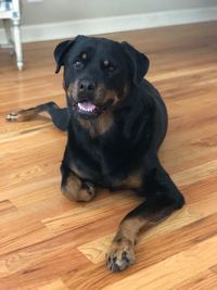 Portrait of dog sitting on wooden floor