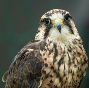 Close-up portrait of owl