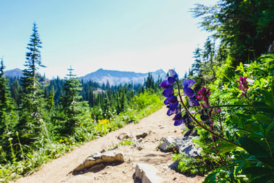Close-up of fresh plants on field against clear sky