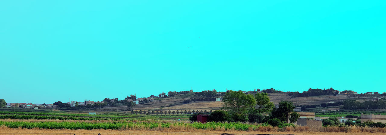 PLANTS ON FIELD AGAINST CLEAR BLUE SKY