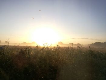 Scenic view of field against clear sky during sunset