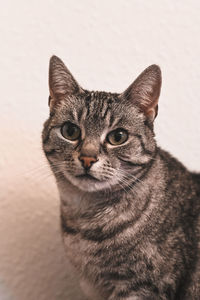 Close-up portrait of tabby cat