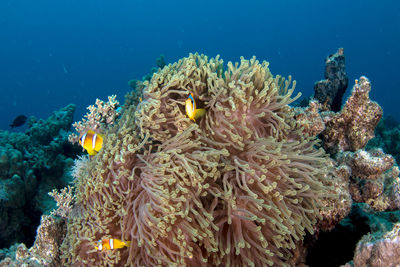 Close-up of coral in sea