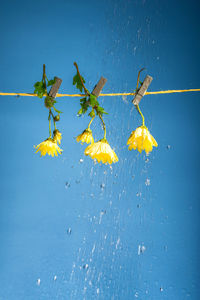 Low angle view of christmas tree