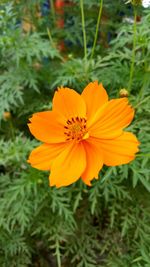 Close-up of orange flower