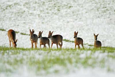 Group of deer in the wild