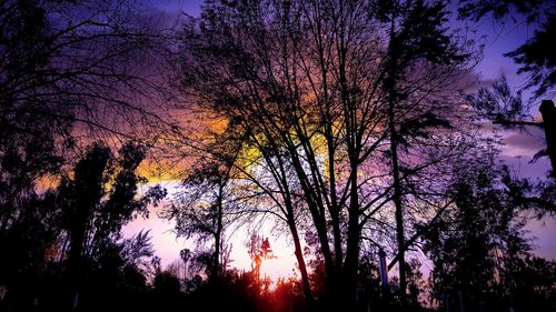 Silhouette of trees at sunset