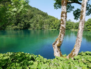 Scenic view of lake against trees