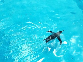 Turtle swimming in water