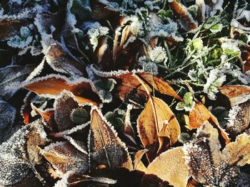 Full frame shot of leaves