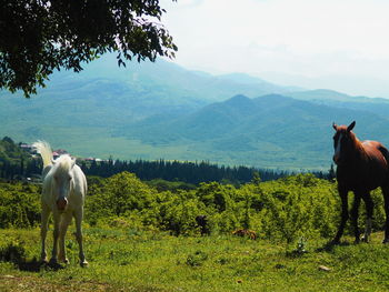 Horse grazing on field against mountains