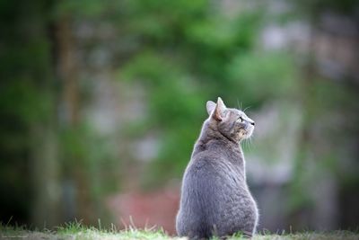 View of a cat looking away