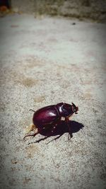 Close-up of insect on sand