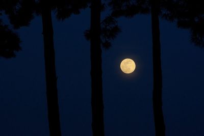 Low angle view of silhouette tree against sky at night