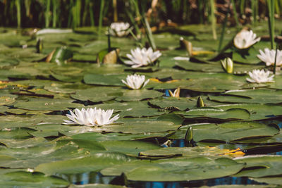 Lotus water lily in lake