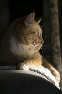 Close-up of a cat looking away