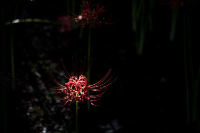 Close-up of flowers