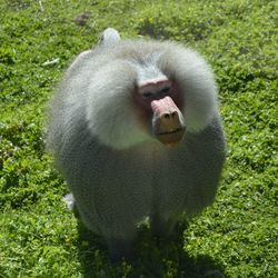 High angle view of baboon on grassy field during sunny day