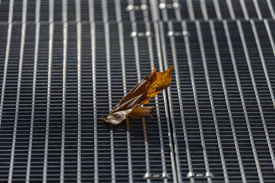 Dry leaf on metal  grid