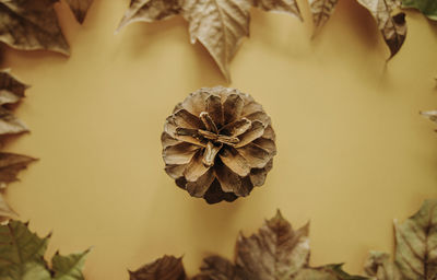 Selective focus flat lay autumn colorful maple leaves and dry pine cone on isolated brown background 