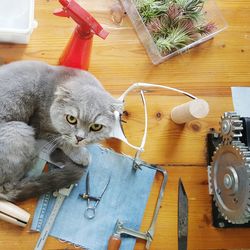 Portrait of cat on table