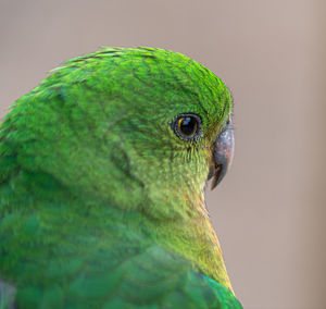 Close-up of a parrot