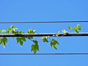 Low angle view of plant against clear blue sky