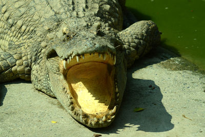 Close-up of a turtle