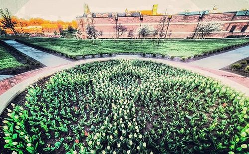 Plants growing on field