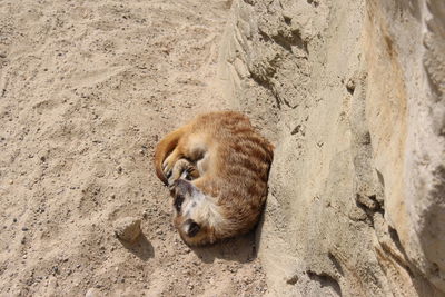 Close-up of lion on sand