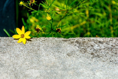 Close-up of yellow flowers