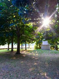 Sun shining through trees