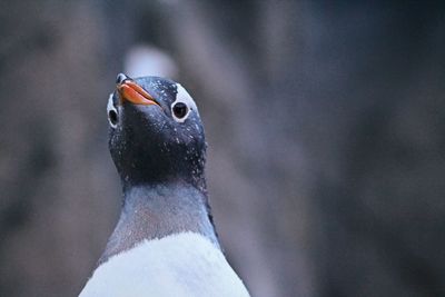 Close-up of bird