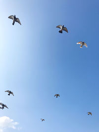 Low angle view of seagulls flying in sky