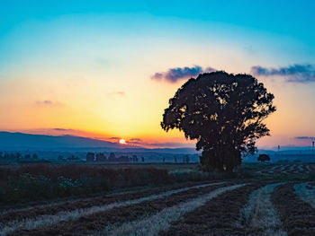 Silhouette tree on field against sky during sunset