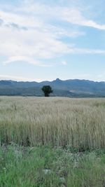 Scenic view of field against sky