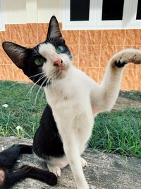 Close-up portrait of white cat standing outdoors