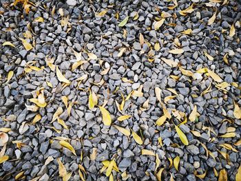 Full frame shot of stones