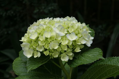 Close-up of white hydrangea flowers