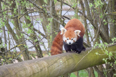 red panda