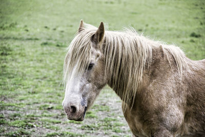 Close-up of a horse on field