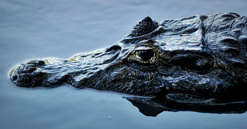 Close-up of crocodile in a lake