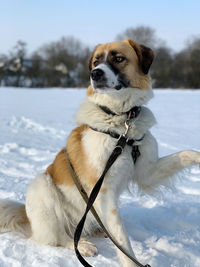 Dog on snow covered land