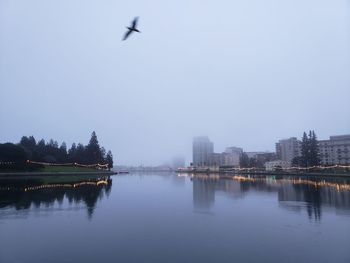 Birds flying over lake in city