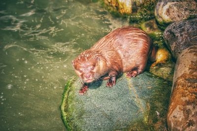 High angle view of european otter on rock by river