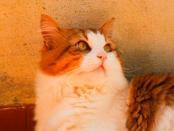 Close-up of a cat looking away