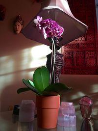 Close-up of flowers in vase