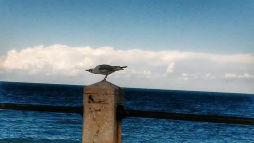 Seagull perching on wooden post