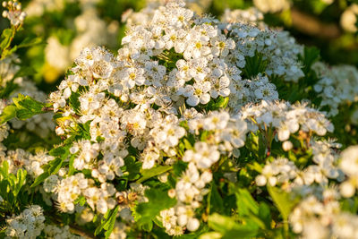 Close-up of white flowering plant