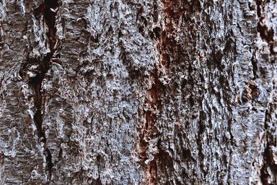 Full frame shot of tree trunk